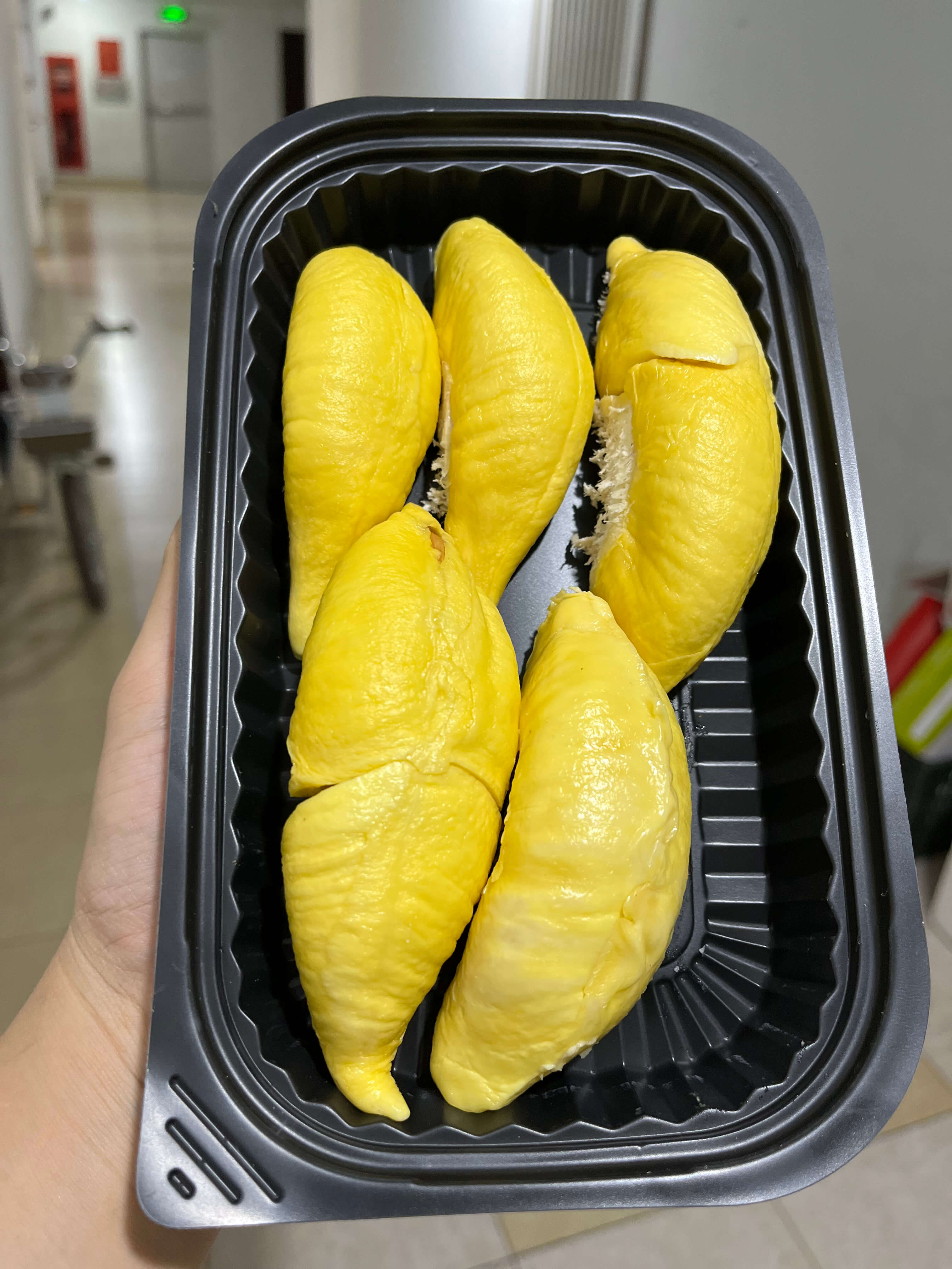 Musangking Miền Đông - Múi dày